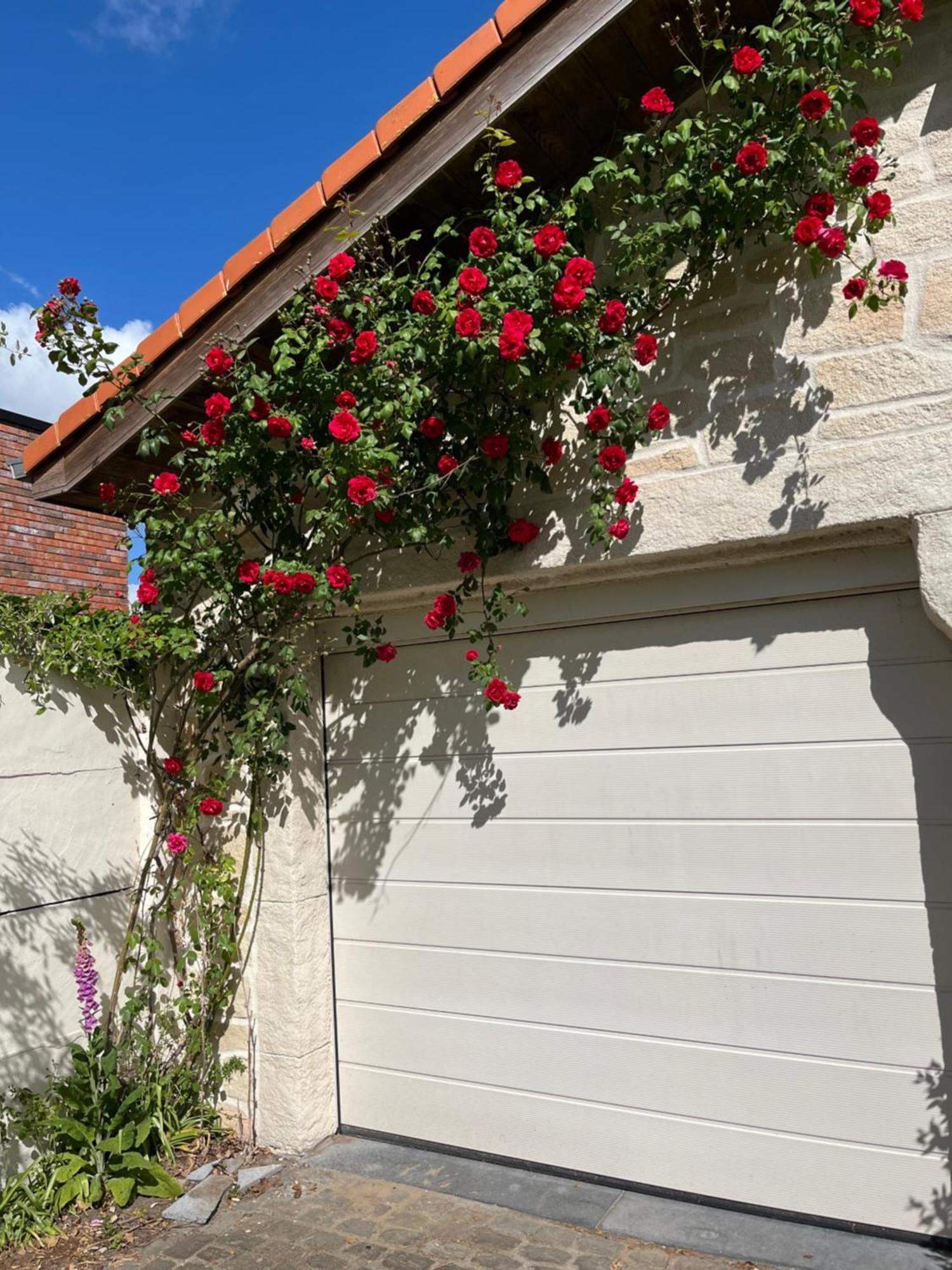 Bed and Breakfast Cedrus Jabbeke  Exterior foto